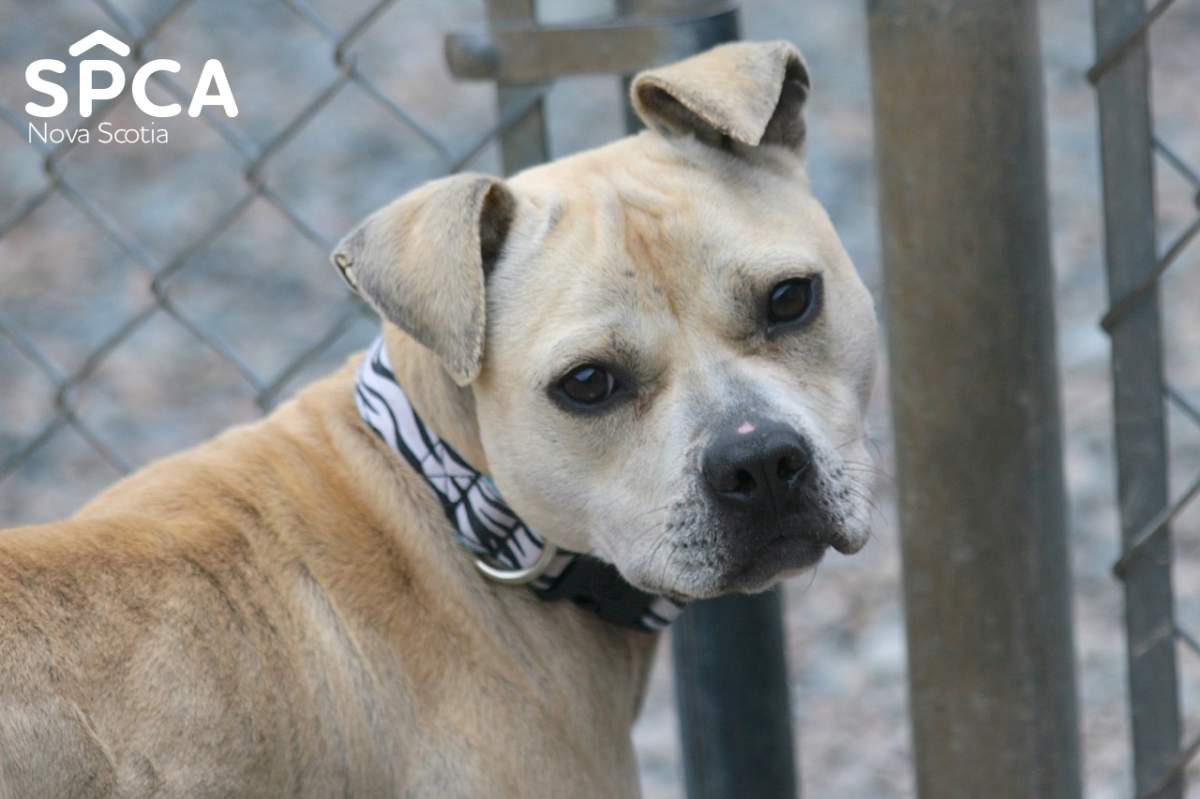 Ziva – one of three pit bulls flown in from Ontario to be adopted out by the Nova Scotia SPCA.