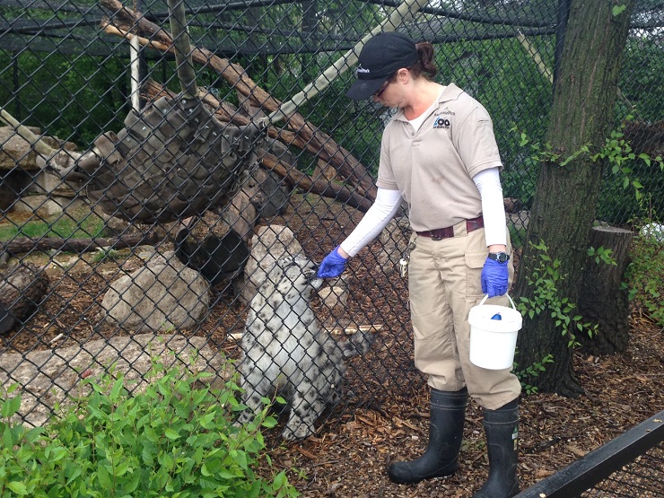 Assiniboine Park Zoo staff member feeds animals Tuesday.