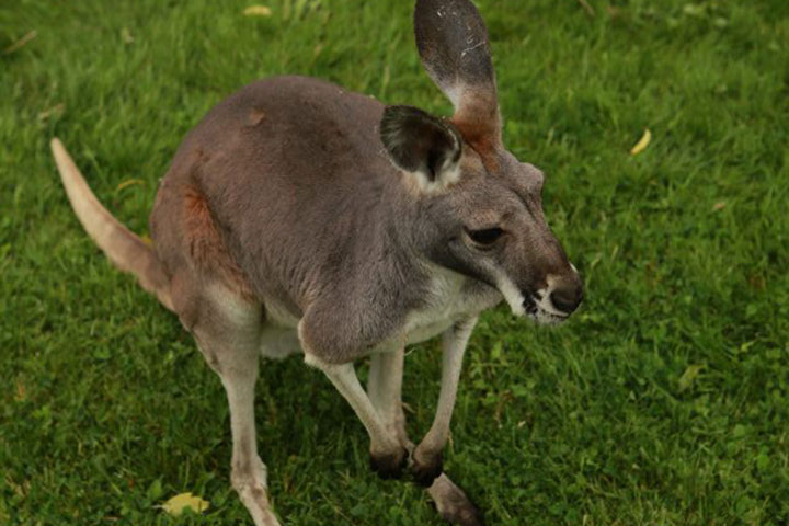 An image of a kangaroo from Tiger Paw Exotics's Facebook page.