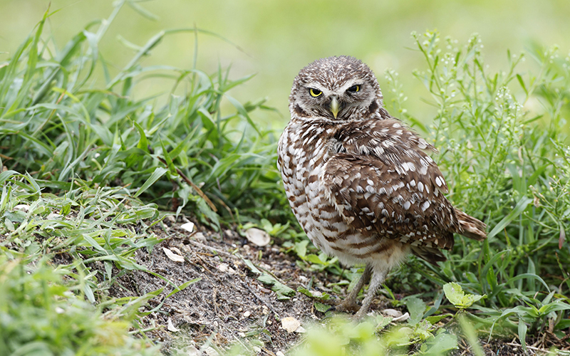 An adult burrowing owl.