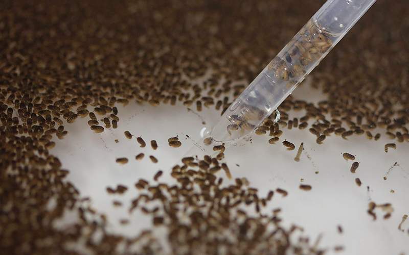 A technician from the British biotec company Oxitec, inspects the pupae of genetically modified Aedes aegypti mosquitoes, a vector for transmitting the Zika virus, in Campinas, Brazil. Oxitec says it plans to start releasing hundreds of thousands of modified mosquitoes per week in June 2016 on Grand Cayman Island. 