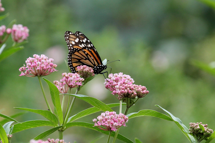 July 8: This Your Saskatchewan photo of a monarch butterfly on some milkweed was taken in Vanscoy by Margaret Flack.