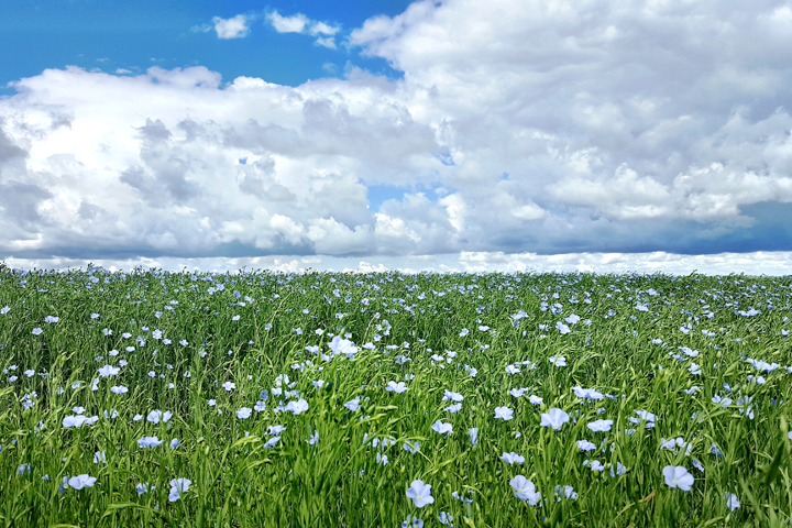 July 15: This Your Saskatchewan photo was taken by Rhonda Kaycurs of a flax field near Dilke.