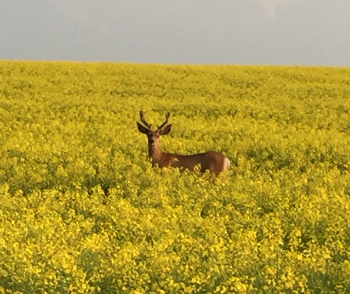 July 19: Brandy Moxham took this Your Saskatchewan photo north of Outlook.