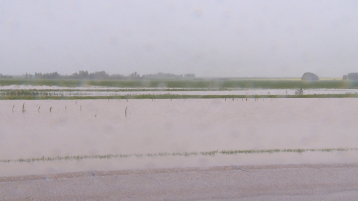 Significant rainfall has left many Saskatchewan crops sitting in water, with a key concern being peas and lentils.