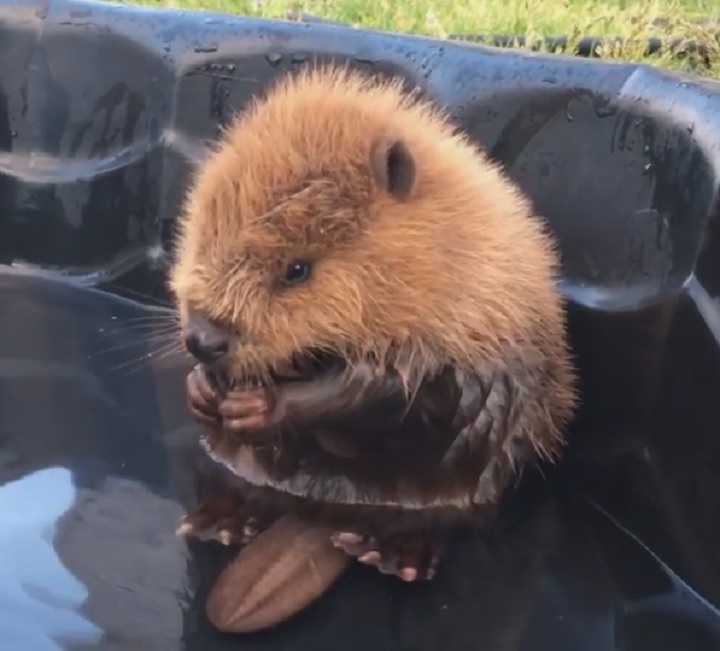 Baby beaver