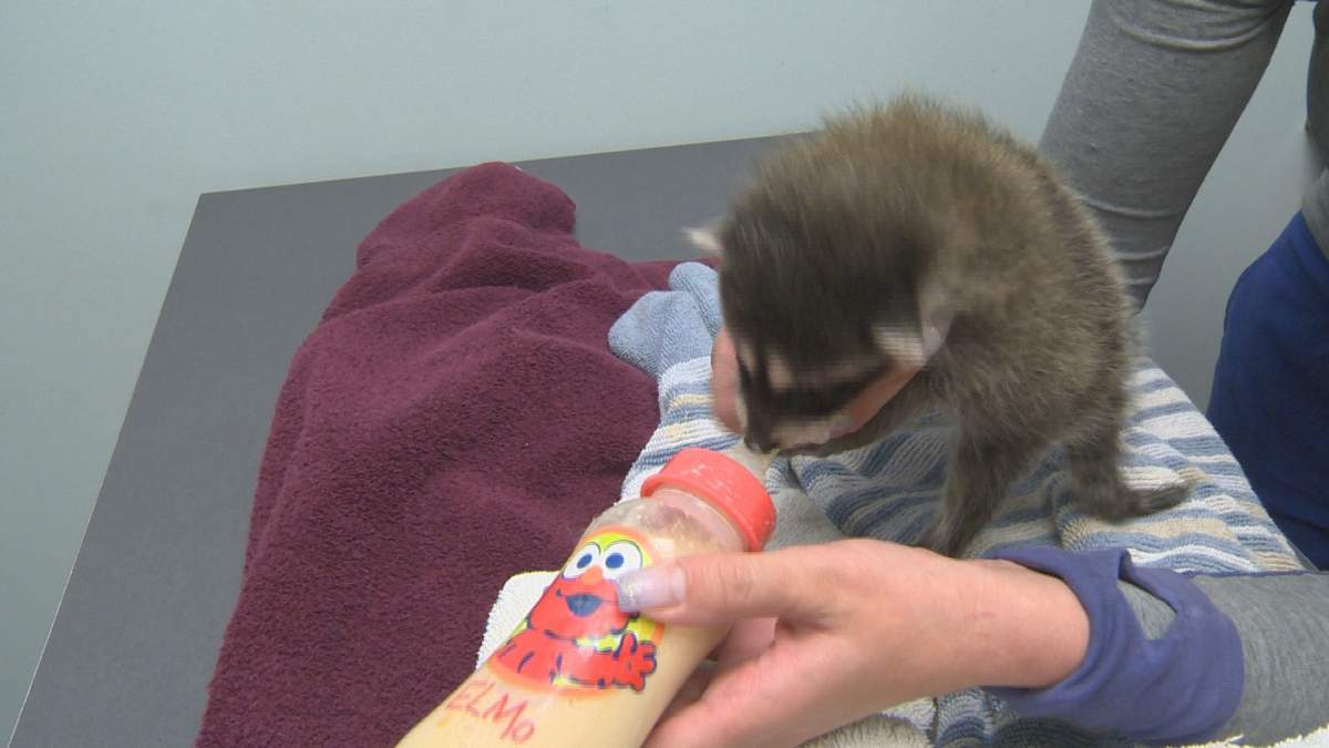 Uncertain future for trio of baby raccoons despite being nursed back to health - image