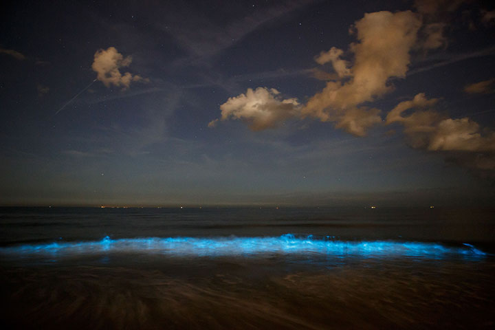 Noctiluca scintillans is responsible for producing the beautiful "blue tears" phenomenon as seen here in the Netherlands.