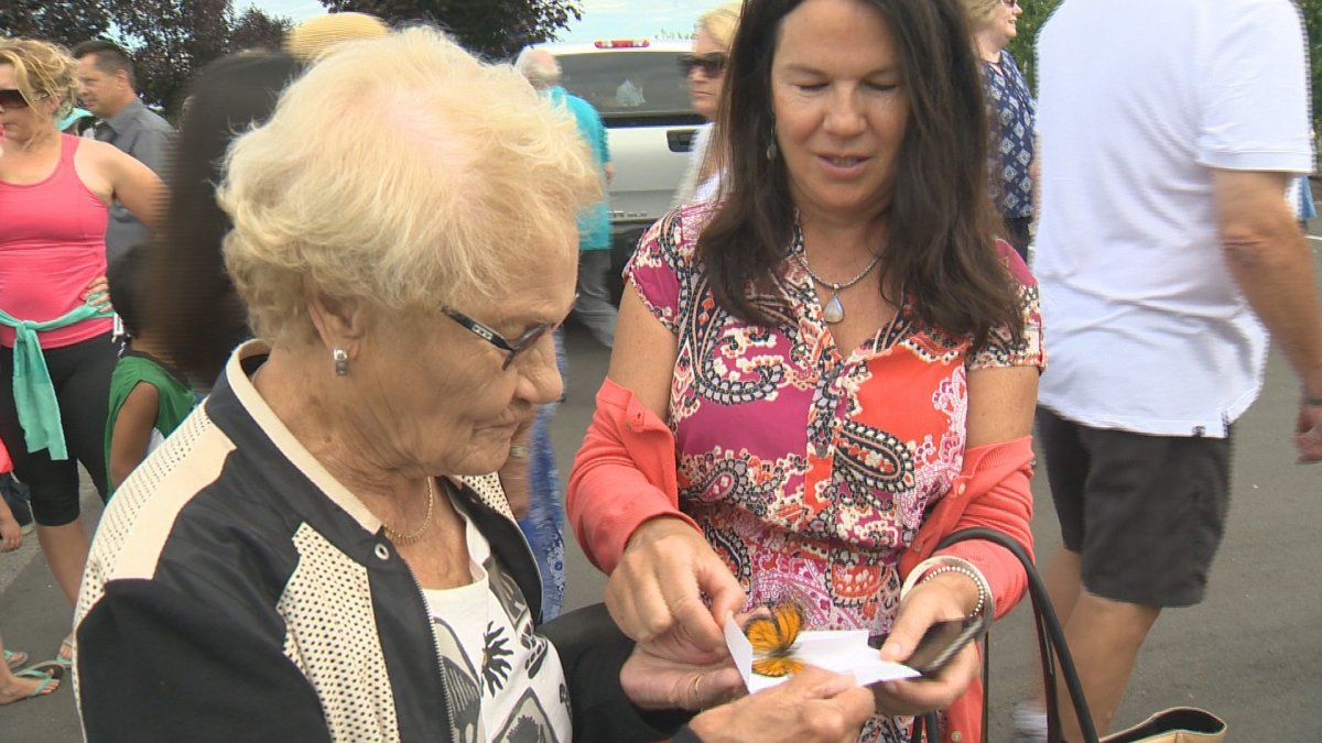 500 monarch butterflies released in Kelowna to commemorate lost loved