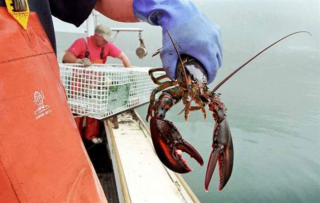 Halifax Stanfield International Airport has added cargo space to help cargo aircraft load an anticipated $15 million in Atlantic lobster that is scheduled for shipping by the end of December.