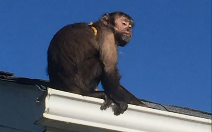 Mango the monkey evading police in Innisfil, Ontario on July 3, 2016.