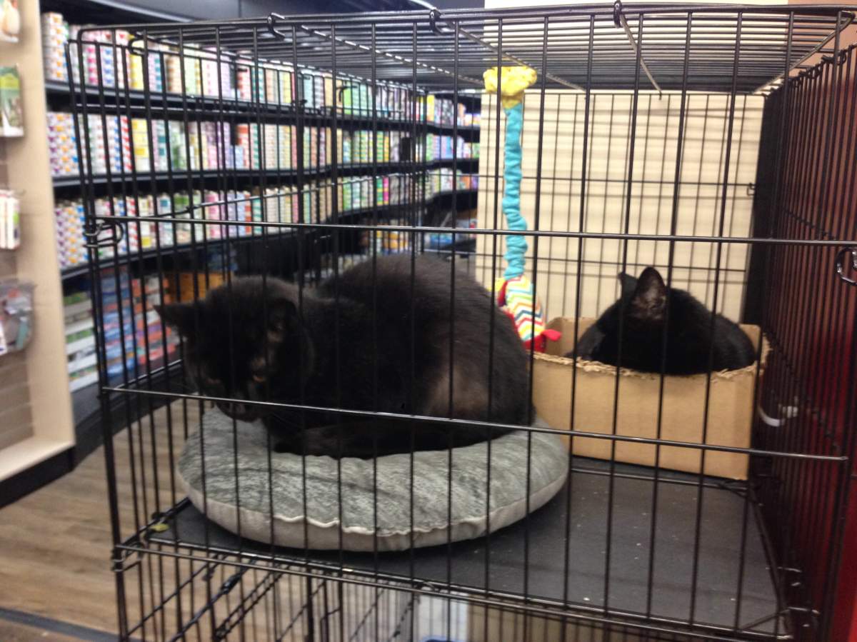 Moncton cat rescue group makes plea for more foster parents - image