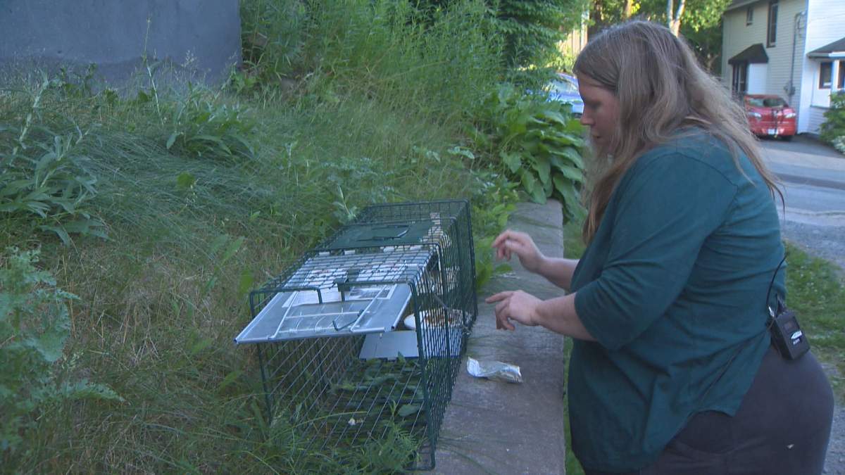 Layla Rodgerson, a volunteer, sets up a cat trap.