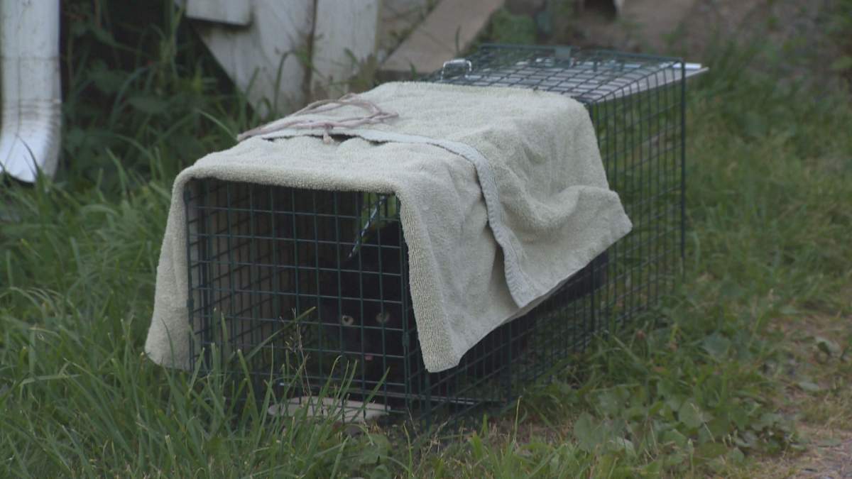 A cat takes a few bites of a snack seconds before the trap closes shut.