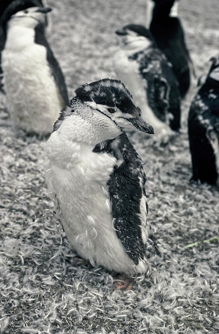 Moulting chinstrap penguins breed on the South Sandwich Islands.