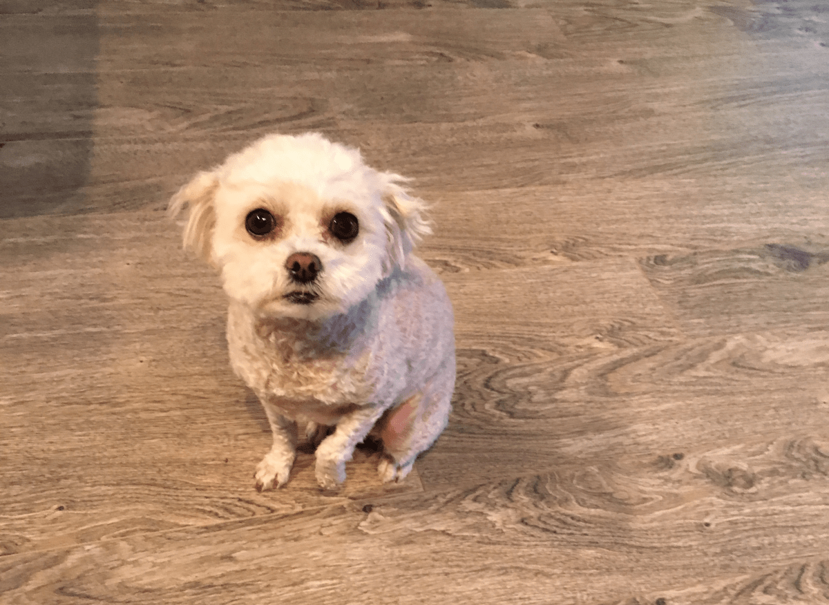 CoCo, seen here, was stolen in the Lougheed Mall parking lot on July 9, 2016.  