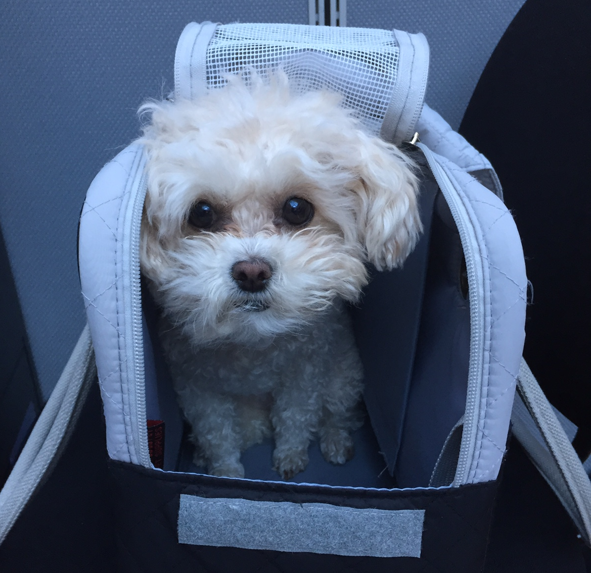 UPDATE: Dog stolen in Lougheed Mall parking lot has been found - image