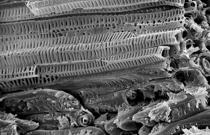 How coconuts could help build earthquake-resistant buildings - image