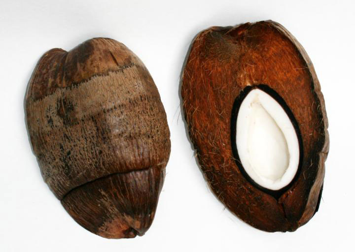 The complex, three-layered structure of coconuts helps to protect the developing seedling.