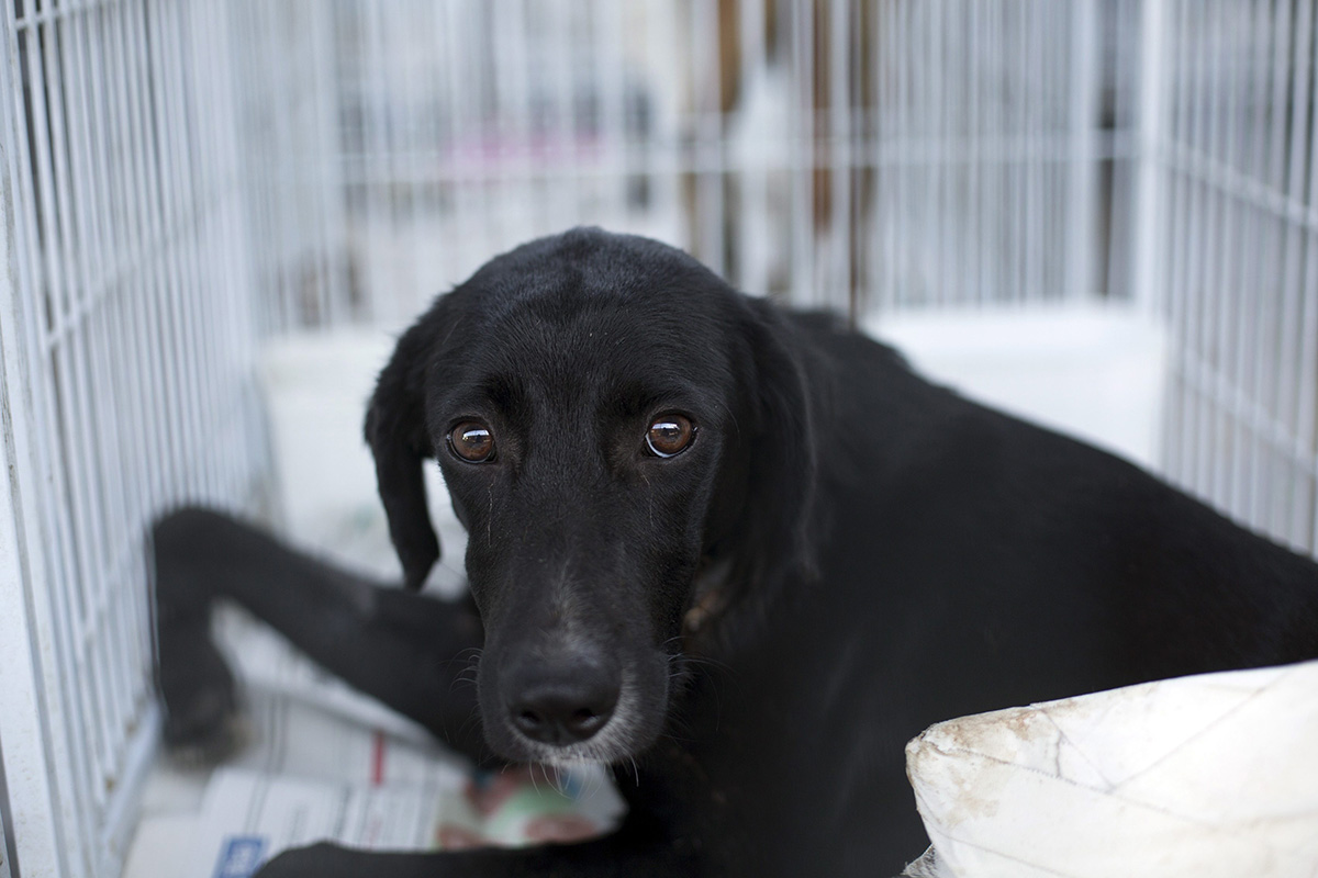 In this July 14, 2016 photo, a dog nicknamed Netinho Coragem, or "little brave one" in Portuguese, rests in his cage at the shelter that is known by its Portuguese acronym SUIPA , in Rio de Janeiro, Brazil. 
