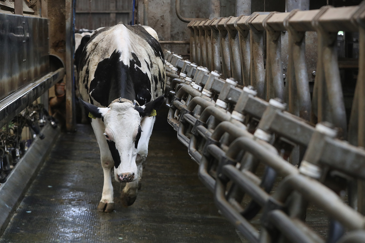   Cows arrive for mechanized milking at the Wolters dairy farm on May 19, 2016 in Bandelow, Germany. 