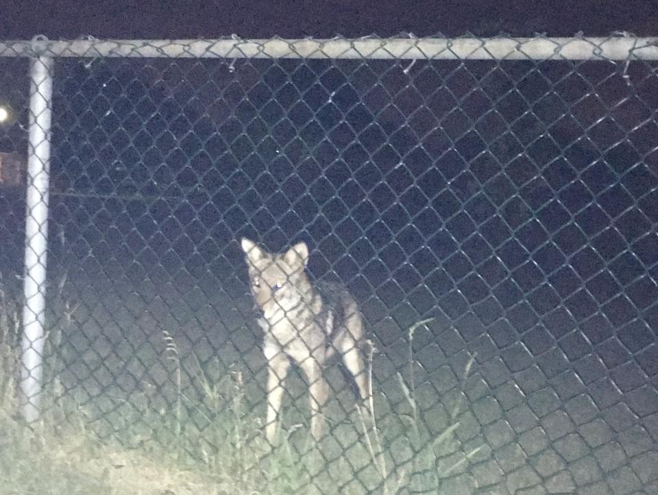 A woman claims she saw what she believes is a coyote in Ecclestone Park in Kirkland, Thursday, July 8, 2016.
