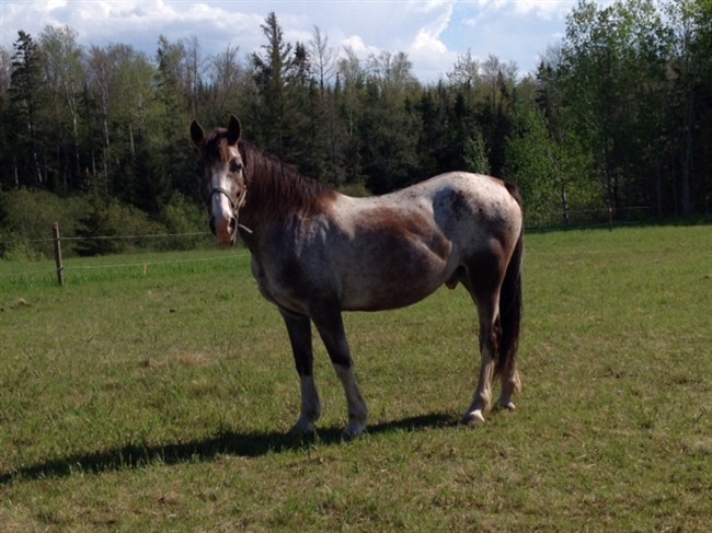 An Appaloosa horse who disappeared into the fields of rural Nova Scotia is coming home.