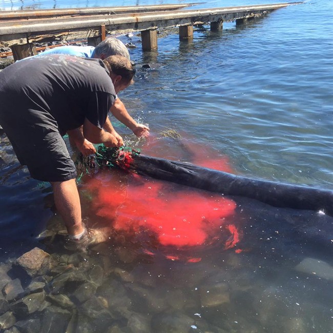 Tangled whale came looking for help in Digby, Nova Scotia: rescuer - image