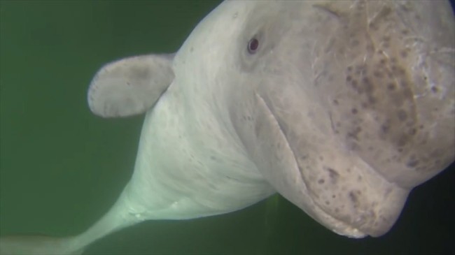 A baby female beluga is seen in a still frame made from a YouTube video on March 13, 2016, at Admiral's Beach, Newfoundland. 