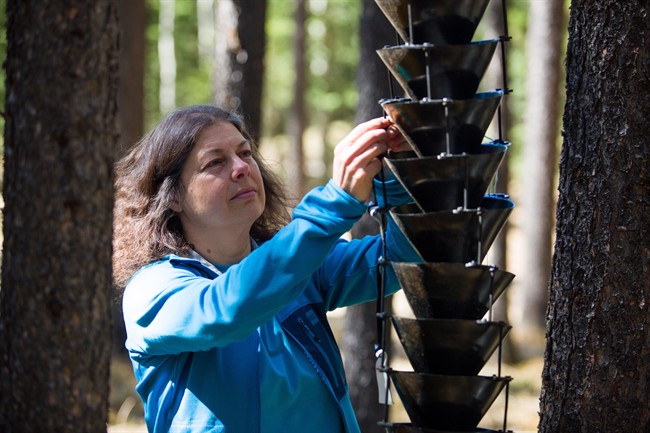 Mary Reid, a professor in the Department of Biological Sciences at the University of Calgary researching mountain pine beetles, works with a multi-funnel beetle trap in an undated handout photo. 