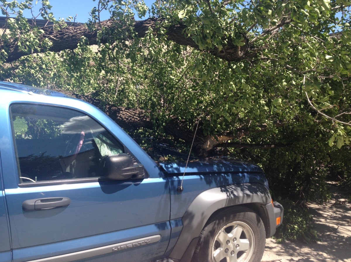 A tree fell onto a vehicle on McIntosh Avenue just off of Henderson Highway during Wednesday's storm.
