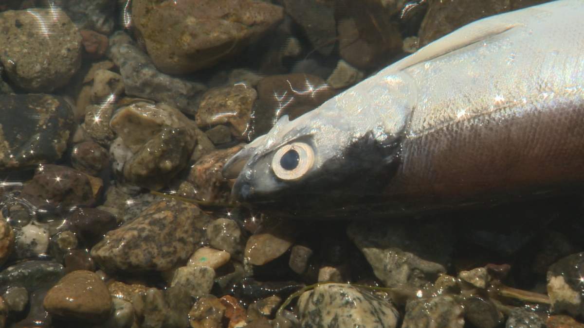 One of the dead fish that washed up on the shore of Okanagan Lake. 
