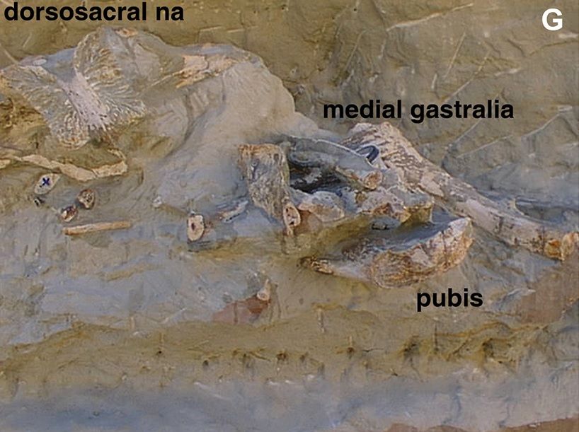 A field photo of the excavation.