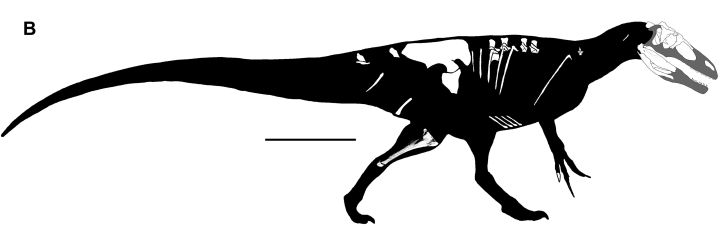 A body reconstruction of the Murusraptor barrosaensis.