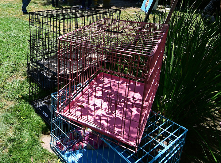 Empty dog cages are stacked on the lawn at a home in this June 24, 2016 file photo.