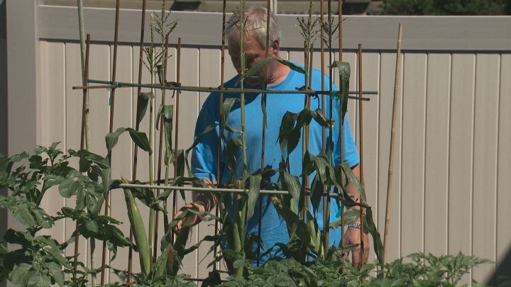 Edmonton gardener Shawn Martin stands in his backyard with his corn Monday, July 4, 2016.