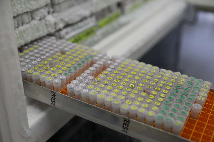 Technicians retrieve frozen DNA samples at a British laboratory.