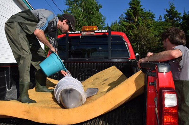 A team from GREMM relocates a newborn beluga whale that washed up near Riviere-du-loup on June 30, 2016. 