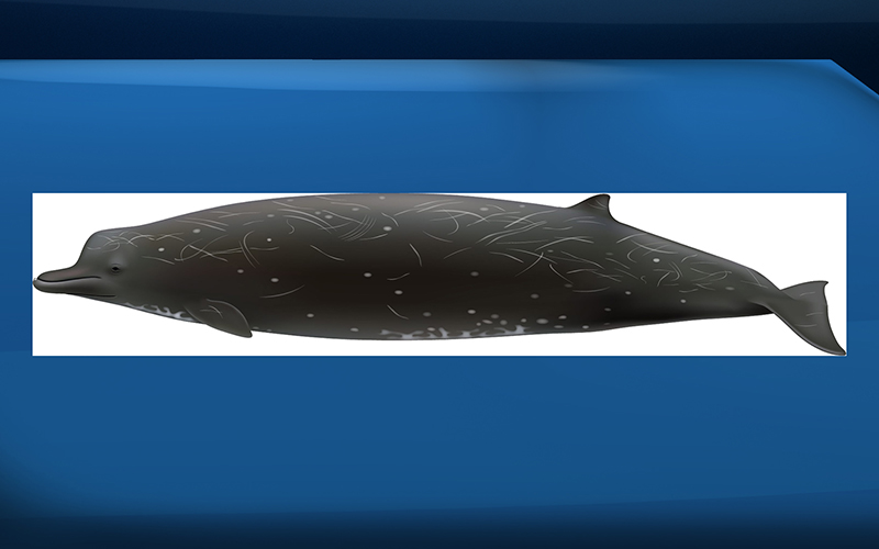 Genetic tests have confirmed that a mysterious, unnamed species of whale roams the northern Pacific Ocean, according to research published this week in a national journal.