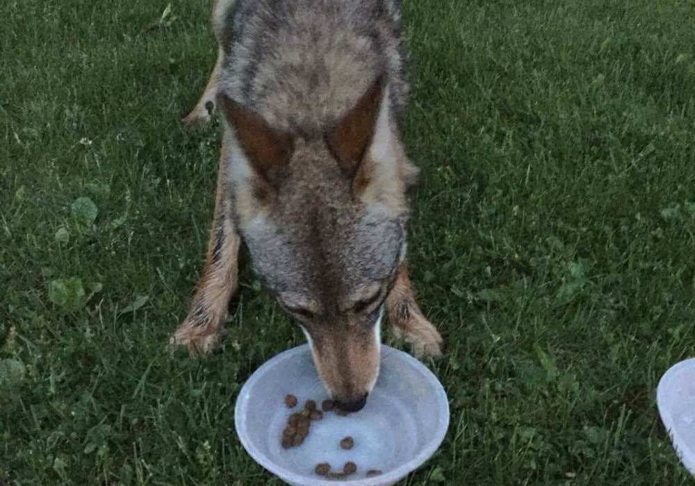 Kirkland resident Jordan Furfaro fed a coyote that followed him home.