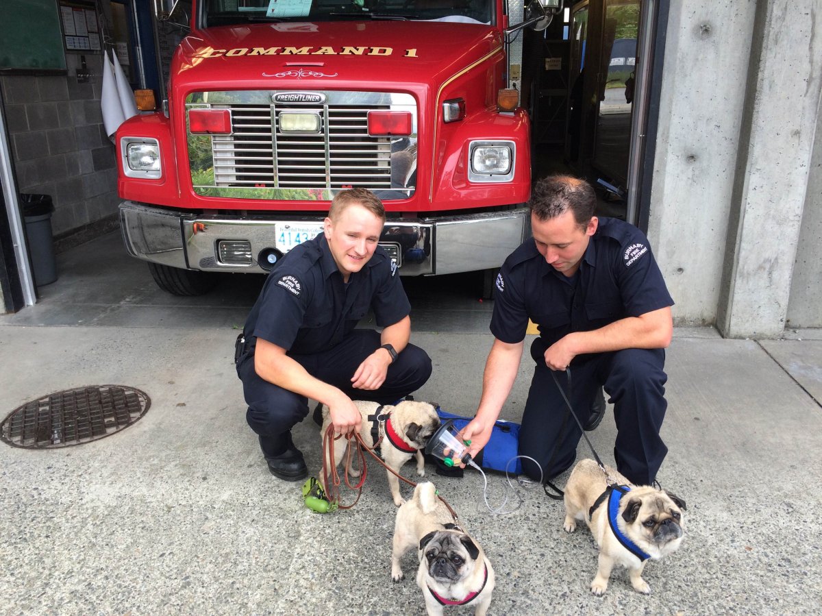 Dog test out the new oxygen masks kits at Burnaby Fire Department.