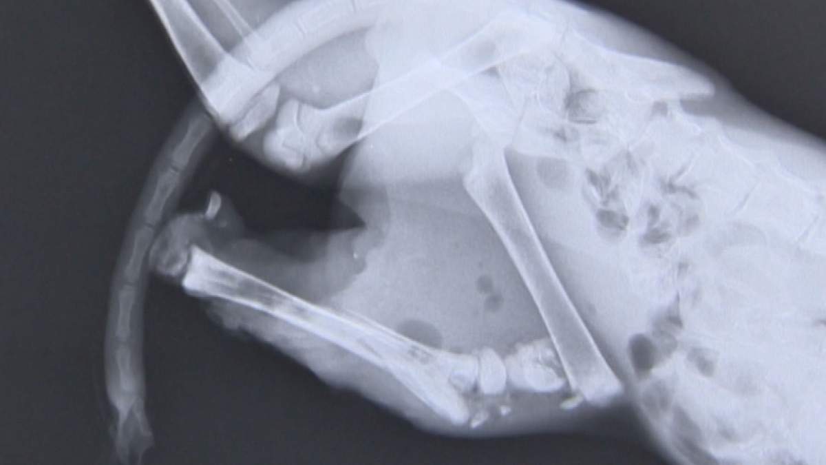 X-rays shows the severity of Trip’s injuries