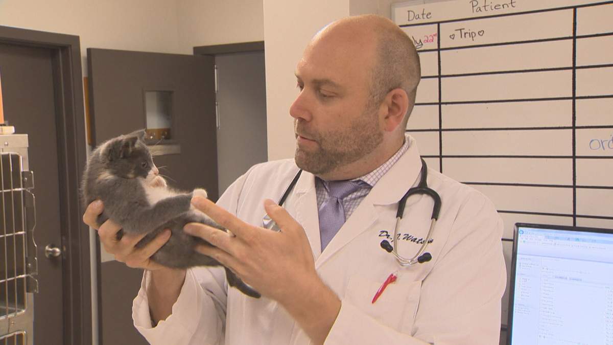 Veterinarian Jonas Watson said Trip will be able to adapt to her missing leg.