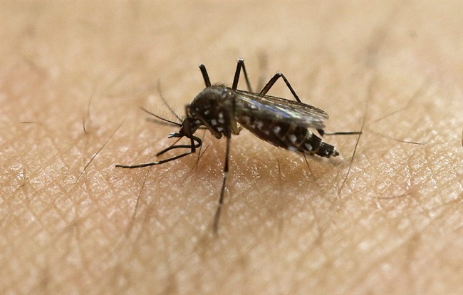 Malathion could be back out in Winnipeg air battling mosquitos.