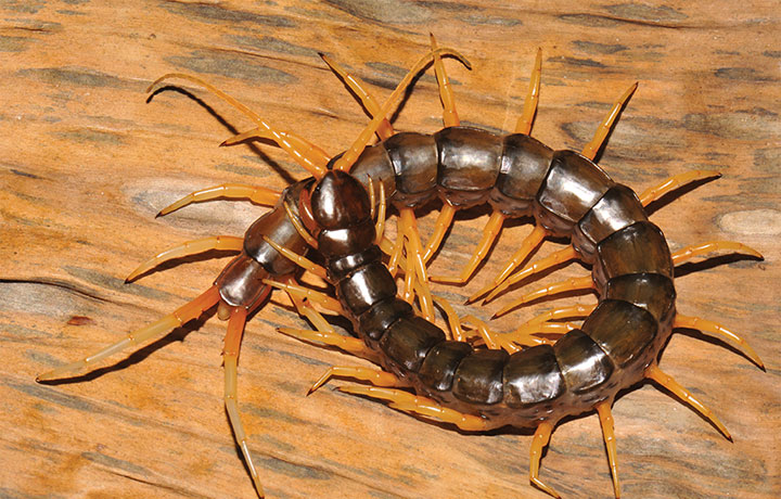 Scolopendra cataracta, a new species of centipede discovered in Southeast Asia.