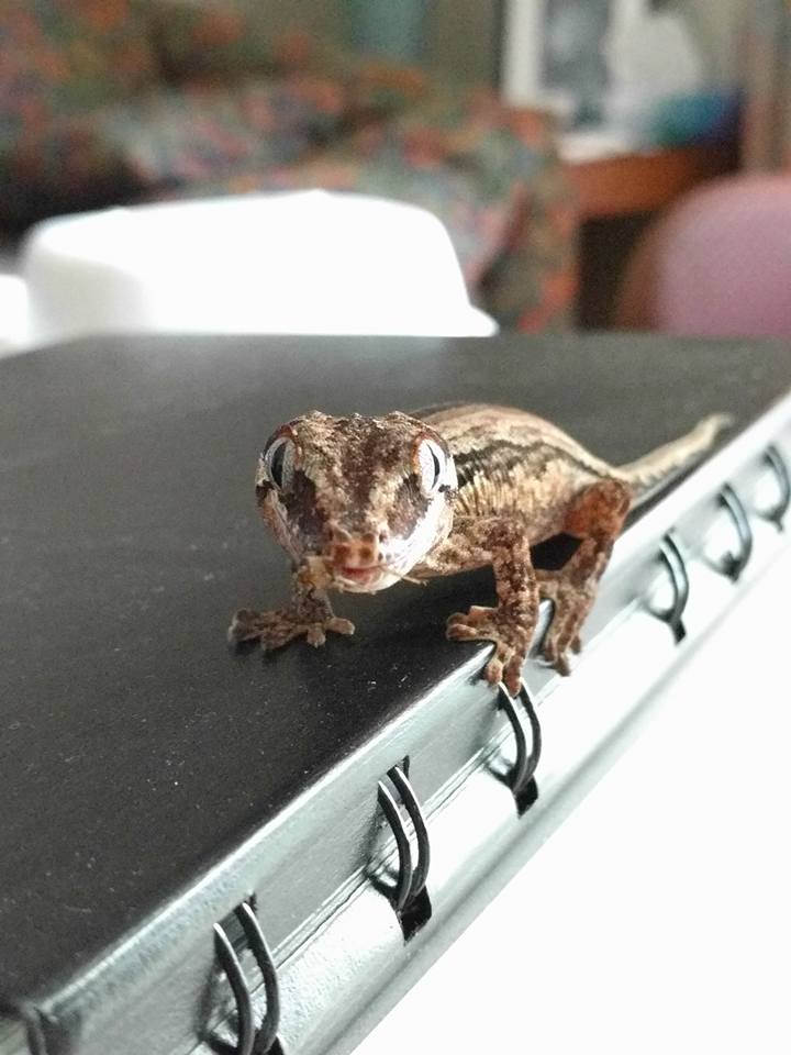 Meryl's pet gecko Nom.