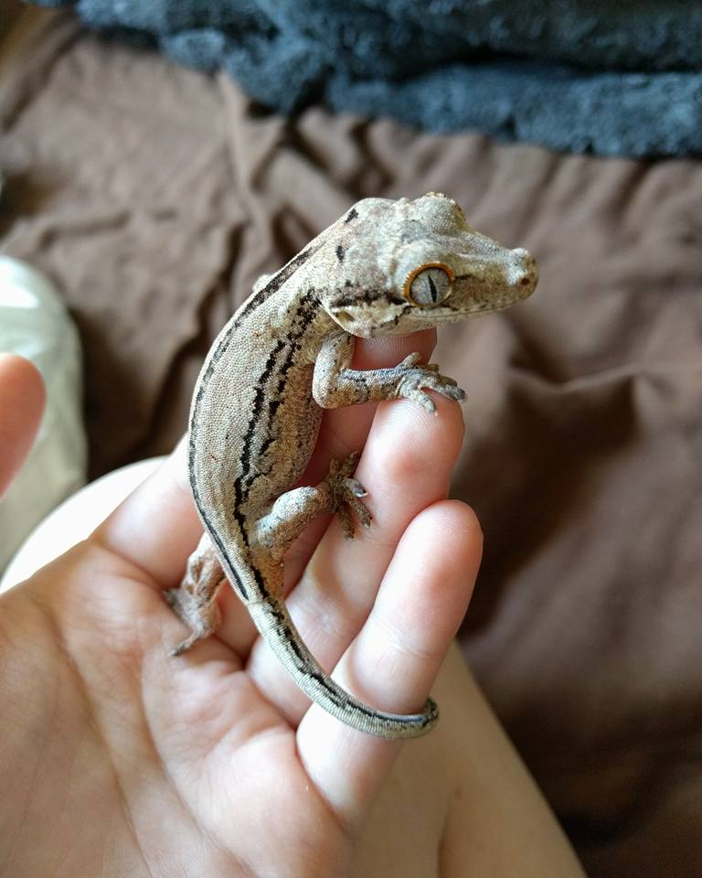 B.C. woman’s pet gecko found after going missing during WestJet flight - image