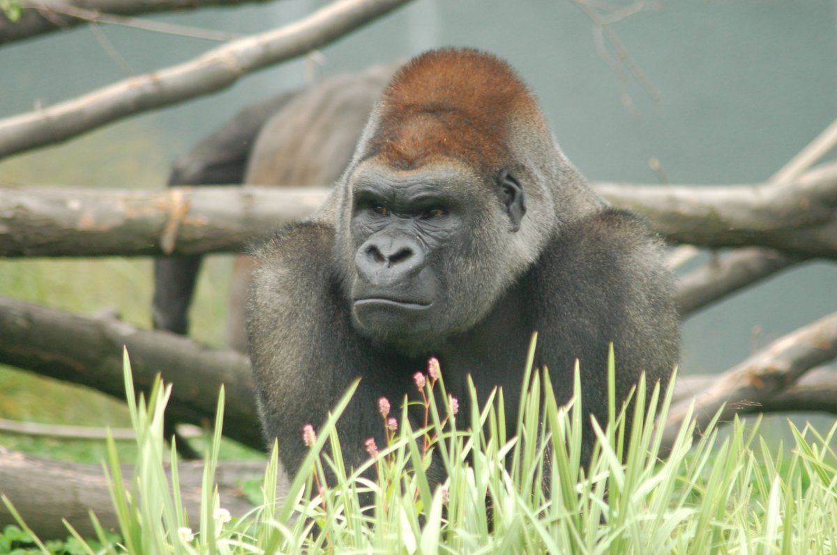 N'sabi, one of three gorillas from the African western lowlands, passed away Thursday night, July 28, 2016.