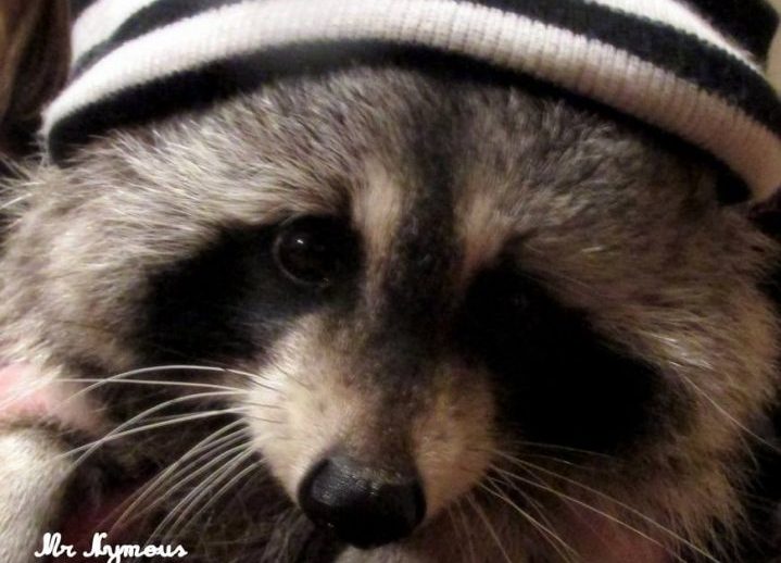 Nymous the raccoon, who inspired the creation of Centre Refuge Nymous.