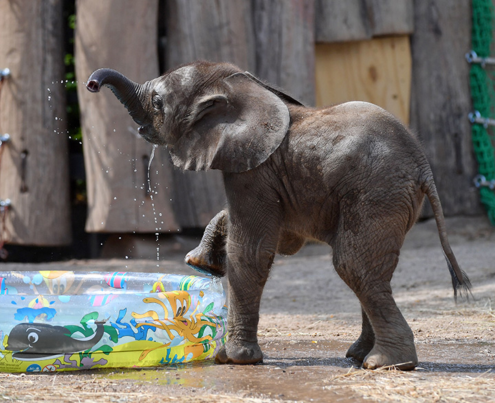 Little elephant Tamika plays with water in its enclosure at the zoo in Halle, eastern Germany.